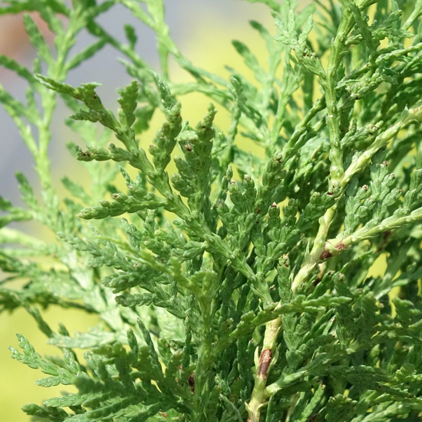 Thuja occidentalis Globosa Aurea (Laub)