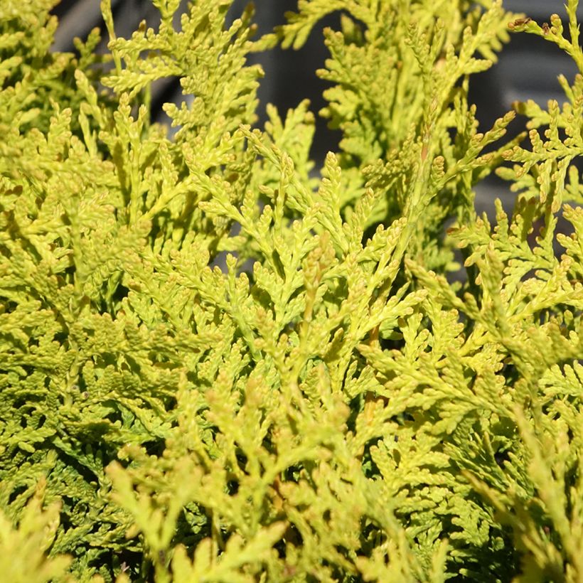 Thuja occidentalis Golden Brabant (Laub)