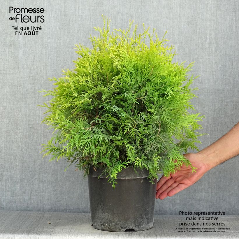 Exemplar von Thuja occidentalis Golden Globe Topf mit 7,5L/10L wie im Sommer geliefert