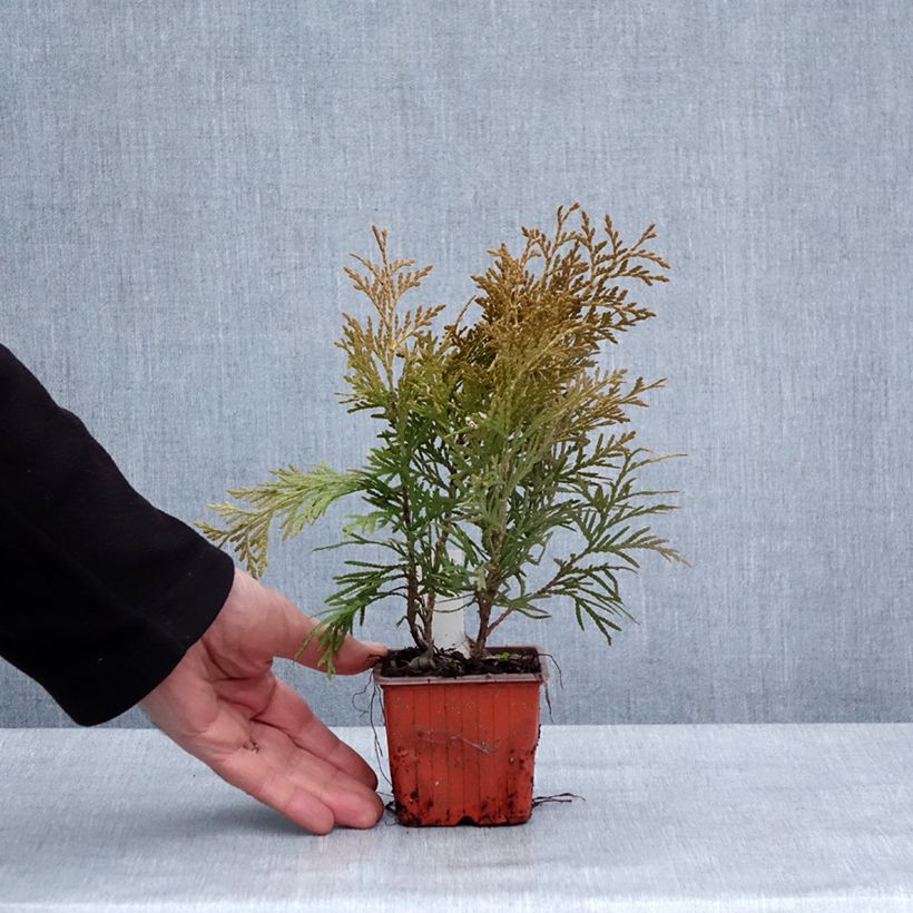 Exemplar von Thuya du Canada - Thuja occidentalis Golden Globe Godet de 8/9 cm wie im Winter geliefert