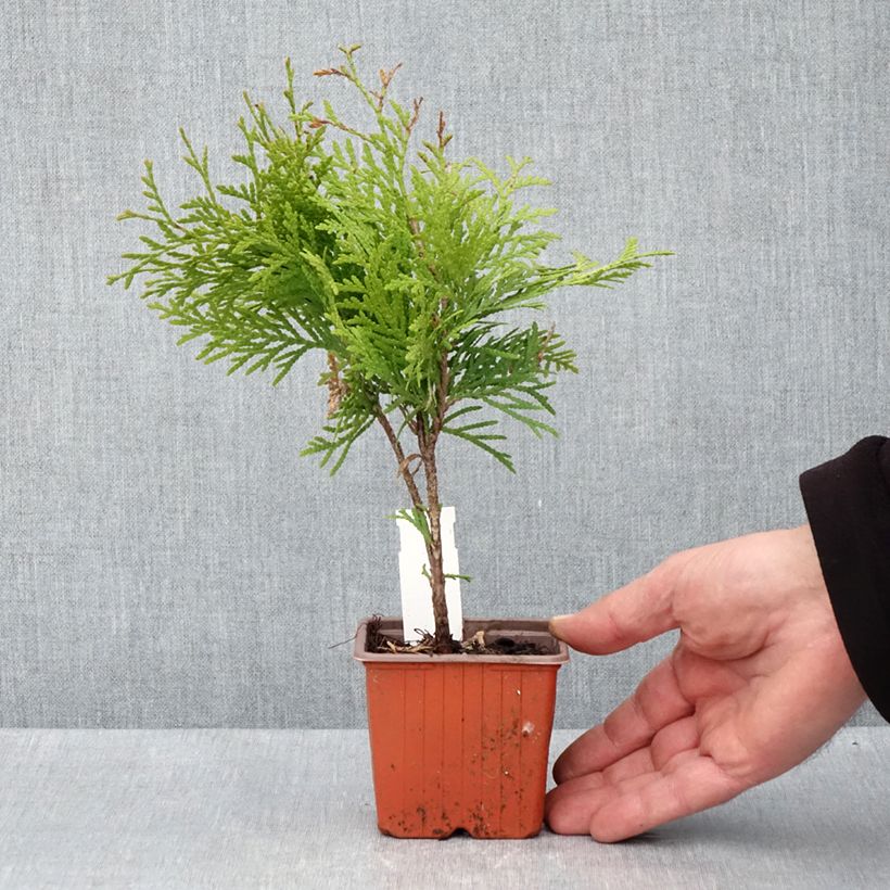 Exemplar von Thuja occidentalis Golden Globe Kleine Töpfe von 8/9 cm wie im Frühjahr geliefert
