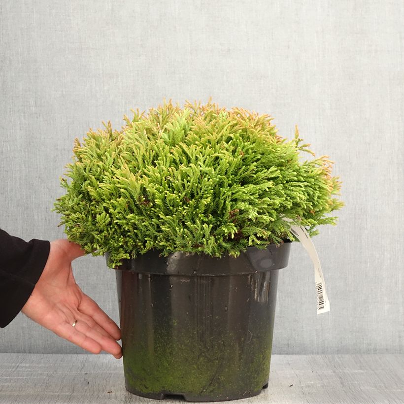 Example of Thuja occidentalis Golden Tuffet Topf mit 7,5L/10L as you get in printemps