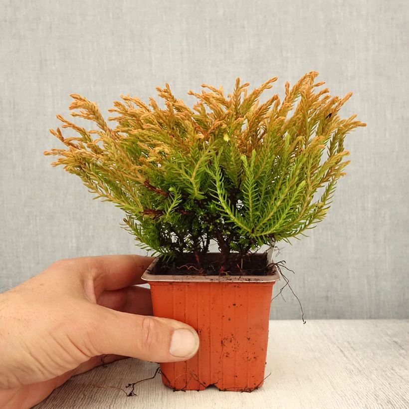 Example of Thuja occidentalis Golden Tuffet Kleine Töpfe von 8/9 cm as you get in printemps