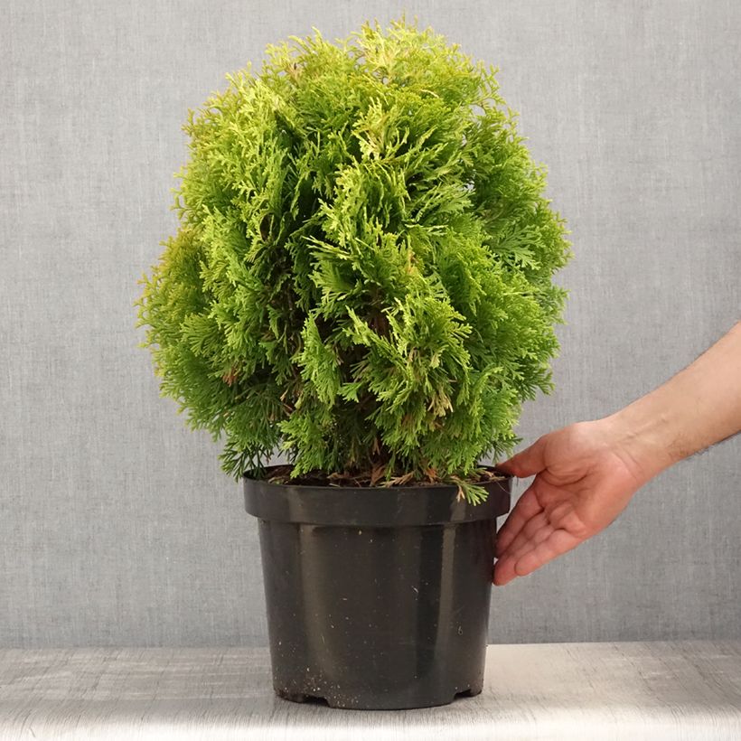 Example of Thuja occidentalis Jantar Topf mit 7,5L/10L as you get in printemps