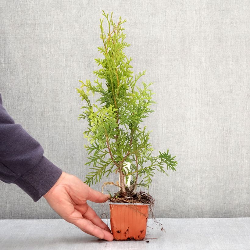Exemplar von Thuja occidentalis King of Brabant Kleine Töpfe von 8/9 cm wie im Frühjahr geliefert