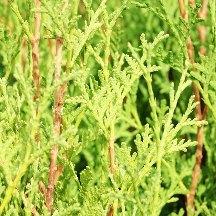 Thuja occidentalis Malonyana Aurea (Foliage)