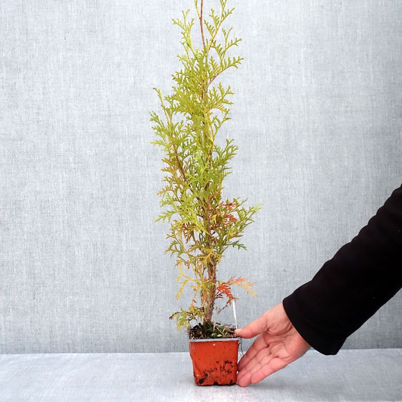Exemplar von Thuja occidentalis Malonyana Aurea Kleine Töpfe von 8/9 cm wie im Herbst geliefert