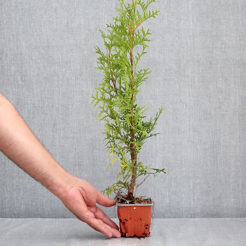 Exemplar von Thuja occidentalis Malonyana Aurea Kleine Töpfe von 8/9 cm wie im Sommer geliefert