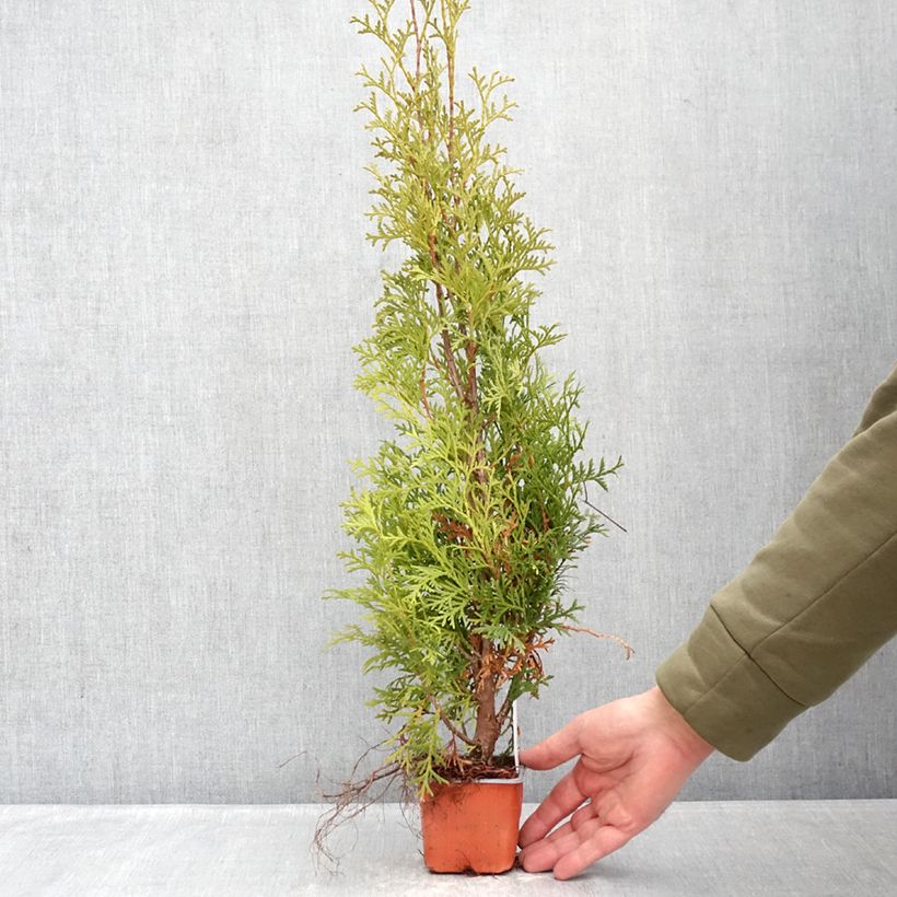 Example of Thuja occidentalis Malonyana Aurea Kleine Töpfe von 8/9 cm as you get in hiver