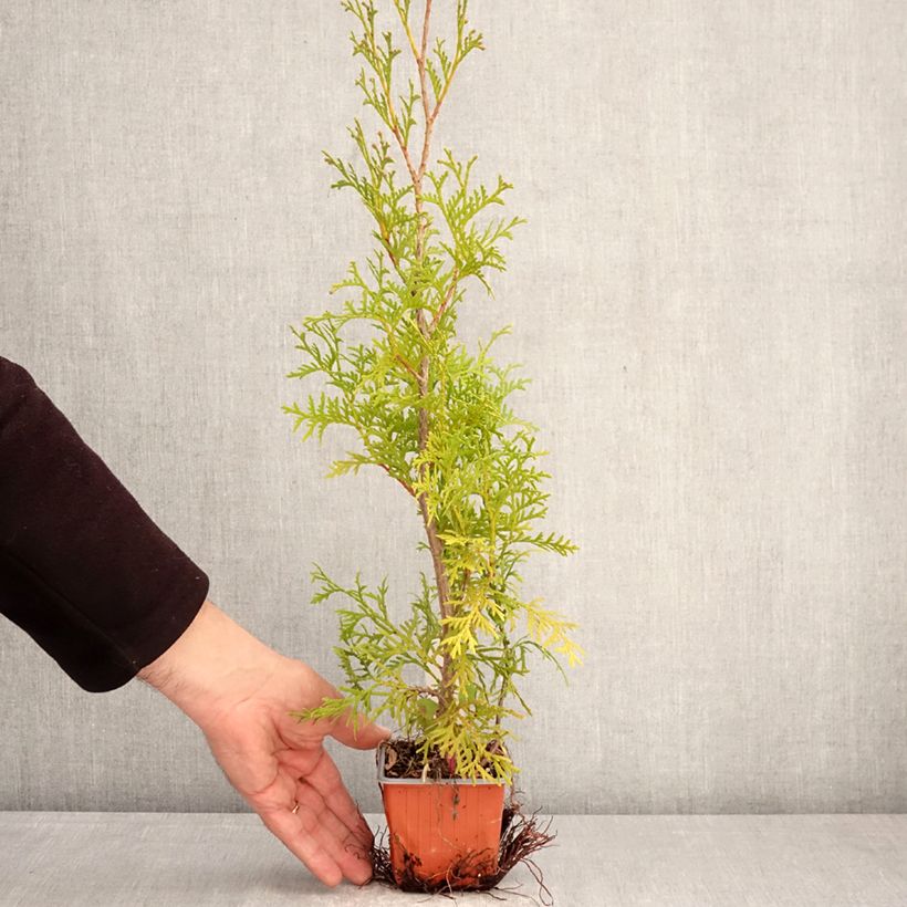Exemplar von Thuja occidentalis Malonyana Aurea Kleine Töpfe von 8/9 cm wie im Frühjahr geliefert