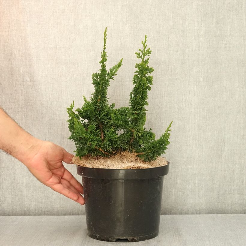 Exemplar von Thuja occidentalis Malonyana Holub Topf mit 4L/5L wie im Sommer geliefert