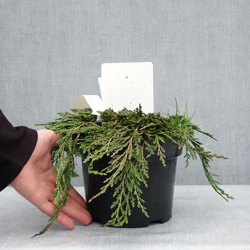 Example of Thuja occidentalis Pancake Concesarini Topf mit 2L/3L as you get in hiver