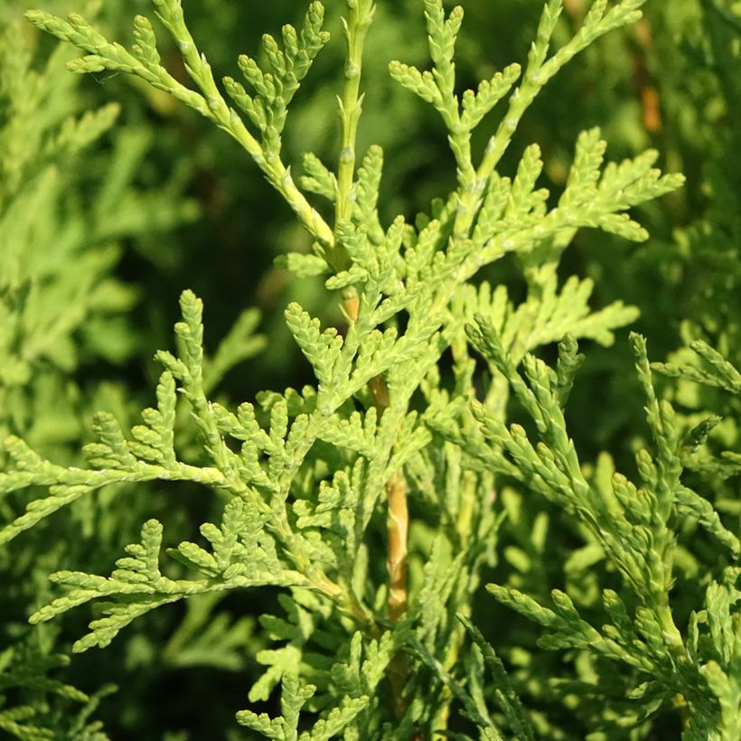 Thuja occidentalis Pyramidalis Compacta (Foliage)