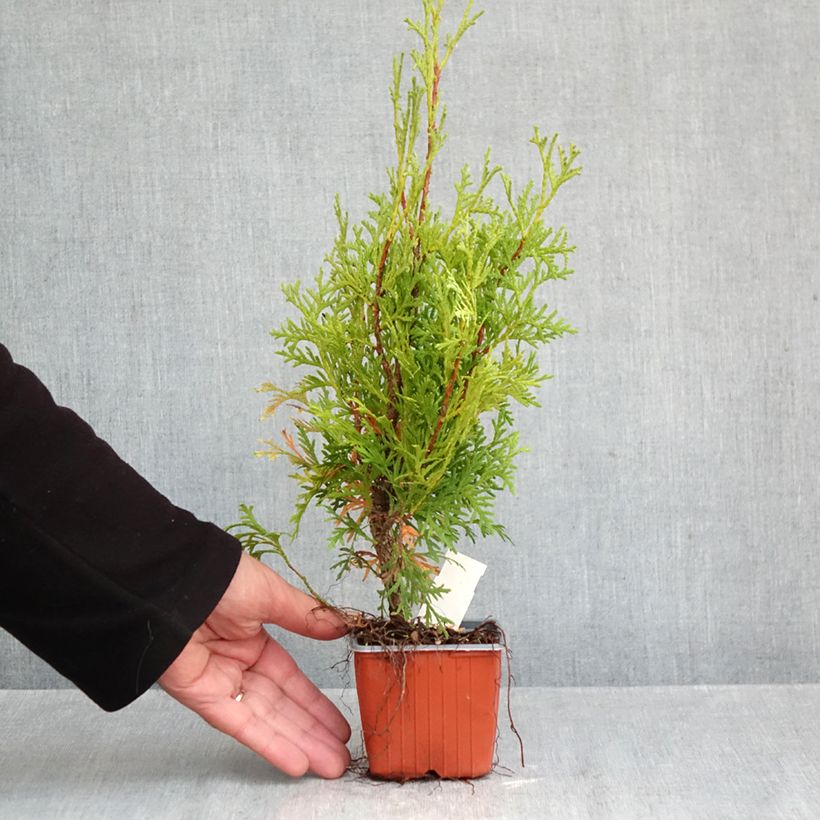 Exemplar von Thuja occidentalis Pyramidalis Compacta Kleine Töpfe von 8/9 cm wie im Herbst geliefert