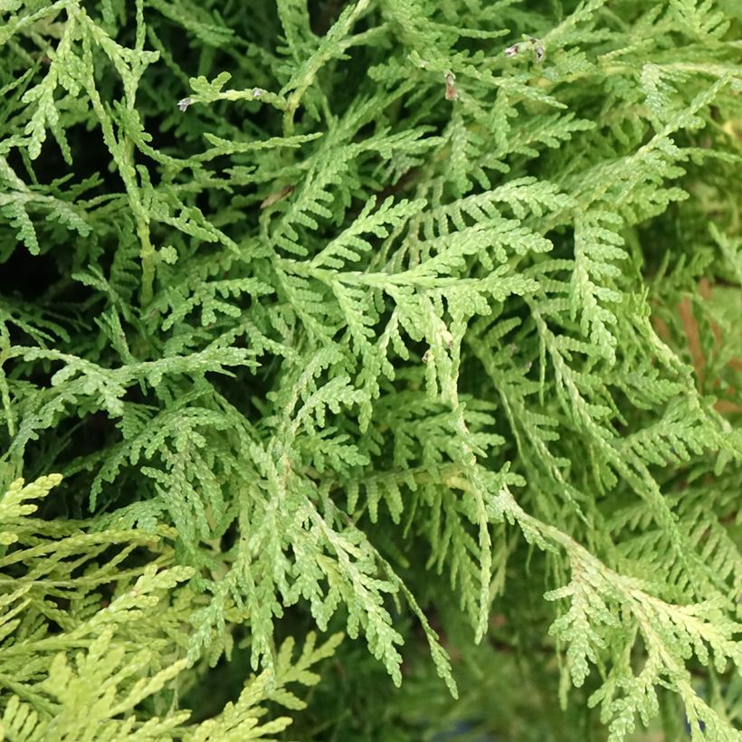Thuja occidentalis Selena - Amerikanischer Lebensbaum (Foliage)