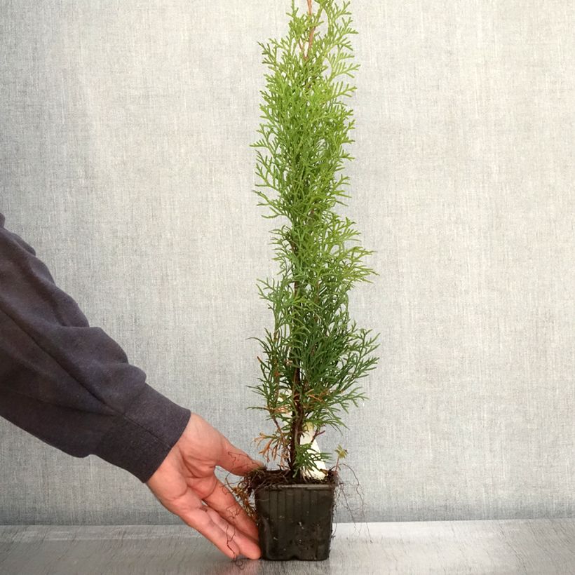 Exemplar von Thuja occidentalis Smaragd Kleine Töpfe von 8/9 cm wie im Herbst geliefert