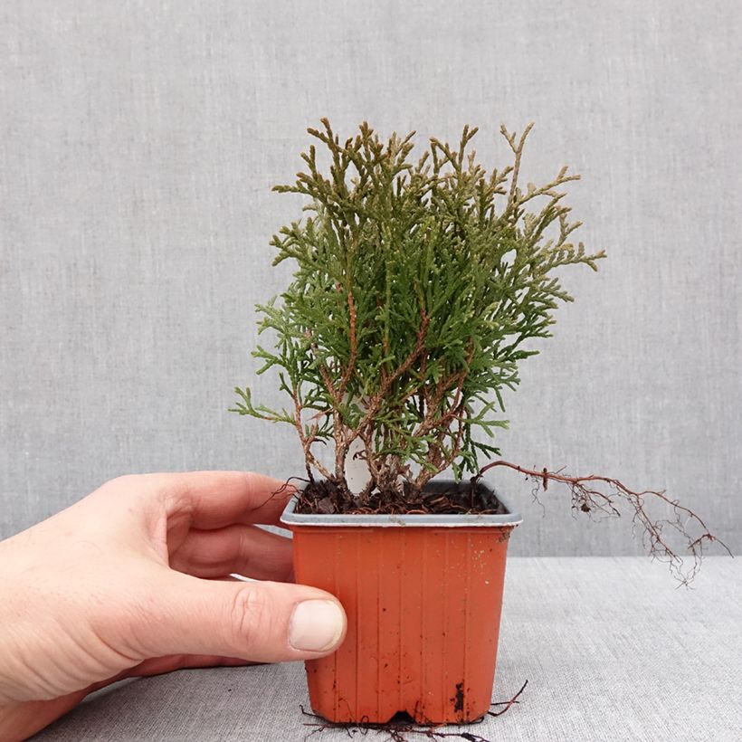 Exemplar von Thuya du Canada - Thuja occidentalis Tiny Tim Godet de 8/9 cm wie im Winter geliefert