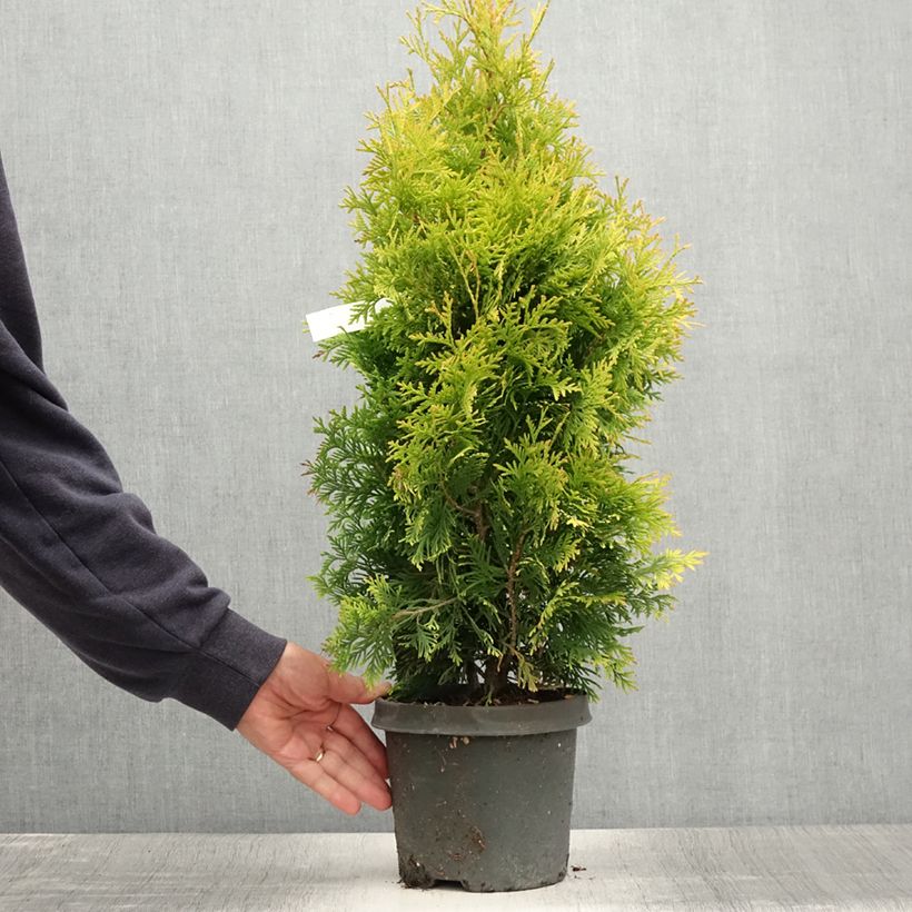 Exemplar von Thuja occidentalis Yellow Ribbon Topf mit 2L/3L wie im Sommer geliefert