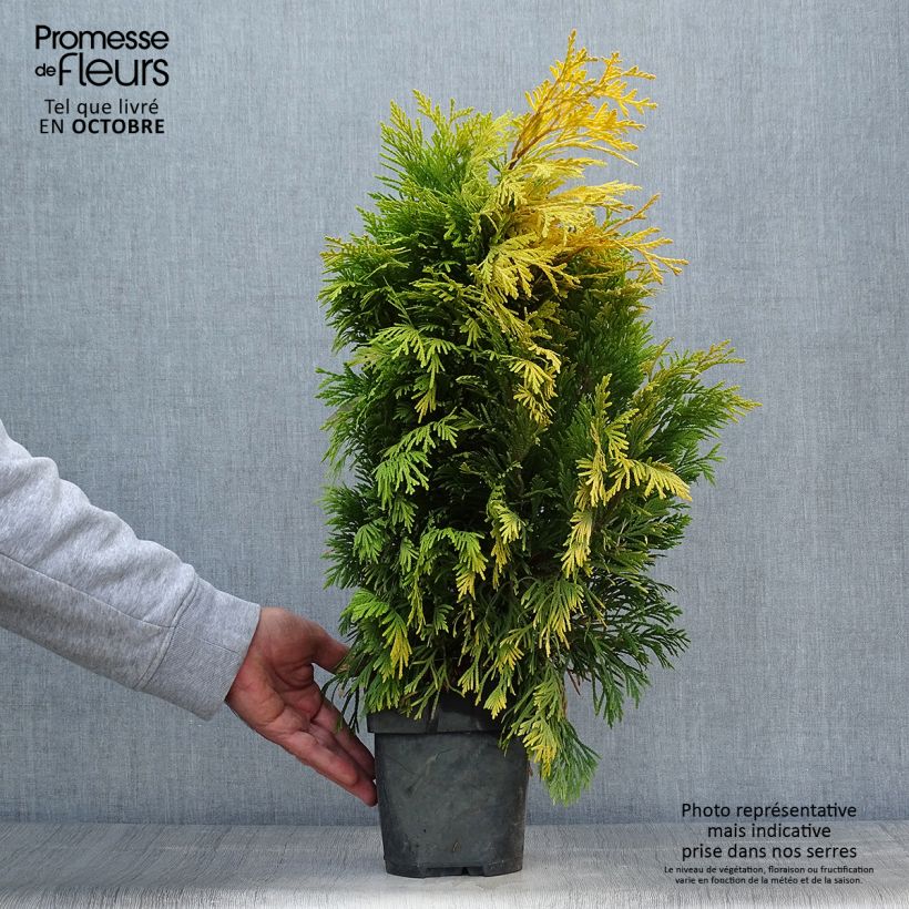 Exemplar von Thuja plicata 4 Ever Goldy Topf mit 2L/3L wie im Herbst geliefert