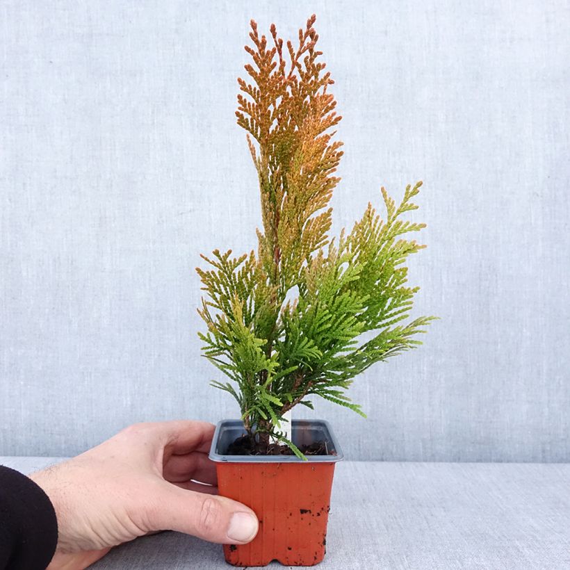 Exemplar von Thuya géant - Thuja plicata 4 Ever Goldy Godet de 8/9 cm wie im Winter geliefert