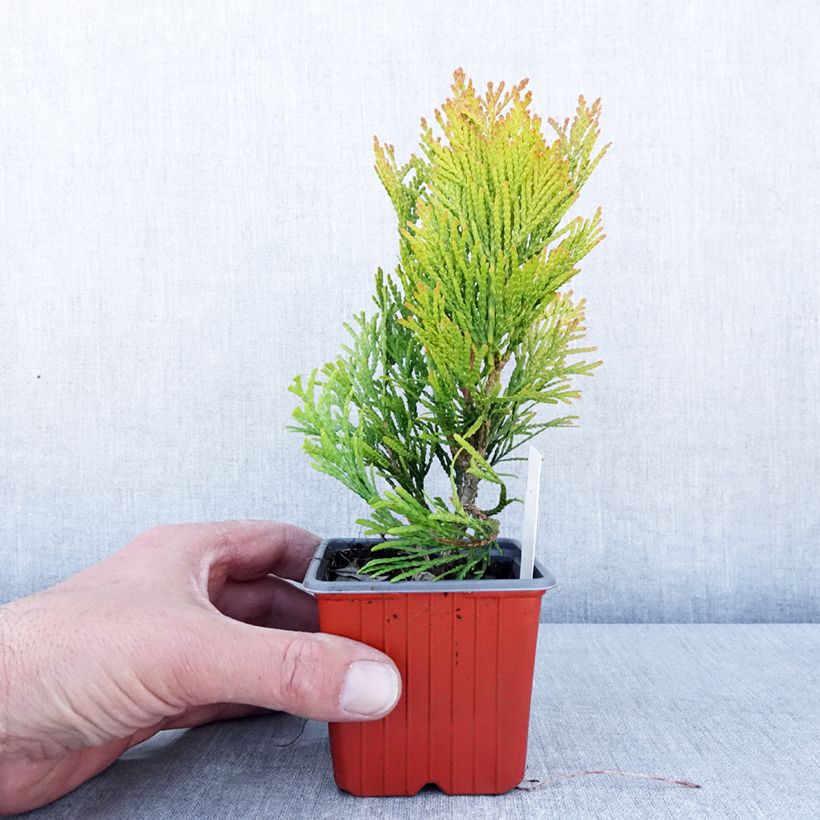Example of Thuja plicata 4 Ever Goldy Kleine Töpfe von 8/9 cm as you get in printemps