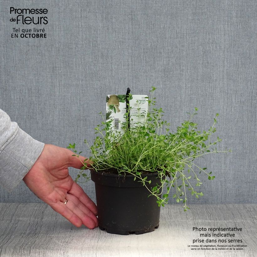 Exemplar von Thym citron Bertram Anderson - Thymus citriodorus Pot de 1,5L/2L wie im Herbst geliefert