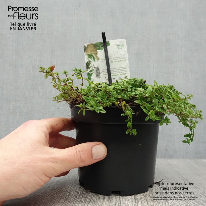 Exemplar von Thym citron doré - Thymus citriodorus Aureus Pot de 1,5L/2L wie im Winter geliefert