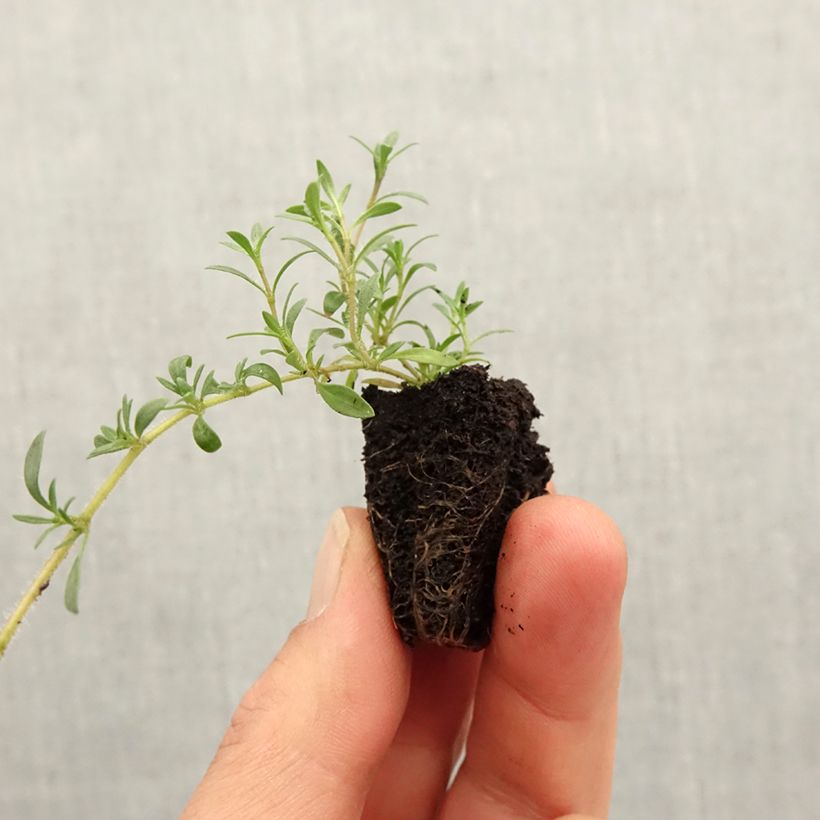 Exemplar von Zitronen-Thymian GrowFlow Cascata Lemonade - Thymus x citriodorus Mini-Plug Ø 3/4 cm wie im Frühjahr geliefert