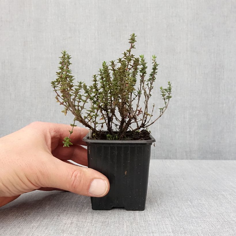 Exemplar von Thym citron Lammefjord - Thymus citriodorus Godet de 8/9 cm wie im Winter geliefert