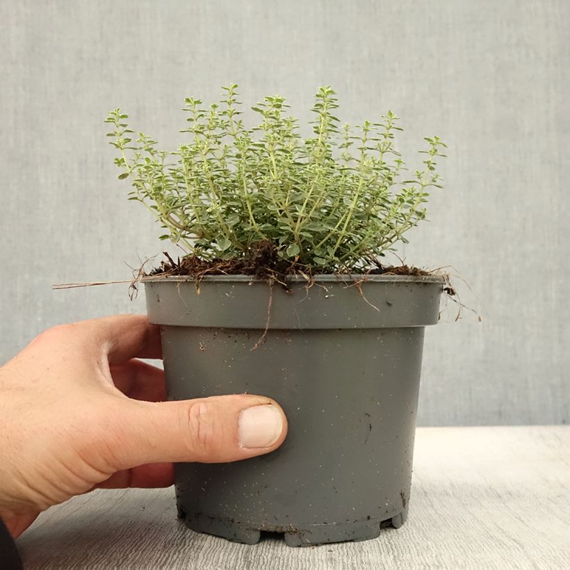 Exemplar von Zitronen-Thymian Silver Queen - Thymus x citriodorus Topf mit 1,5L/2L wie im Herbst geliefert