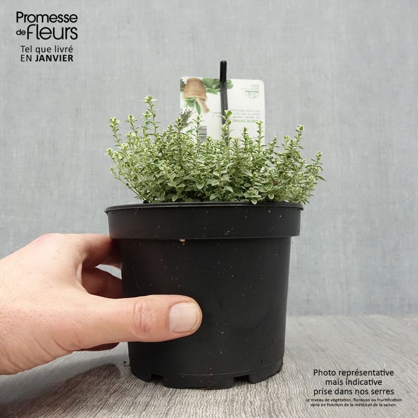 Exemplar von Thym citron panaché - Thymus citriodorus Silver Queen Pot de 1,5L/2L wie im Winter geliefert