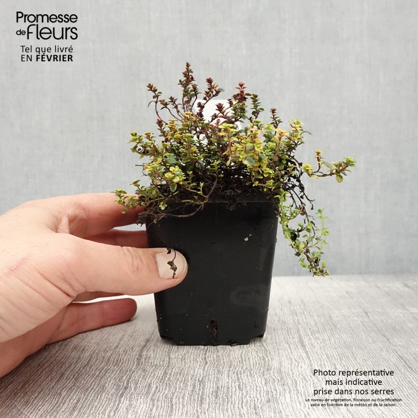 Exemplar von Thym hybride Doone Valley - Thymus (x) citriodorus Godet de 8/9 cm wie im Winter geliefert