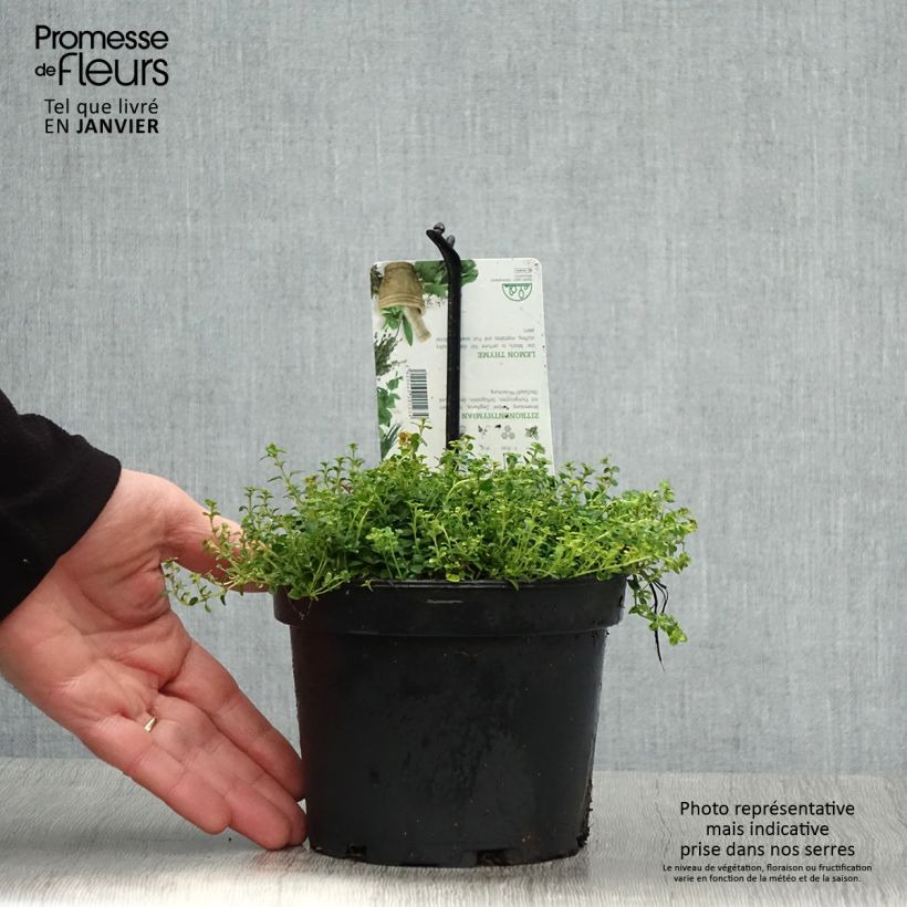 Exemplar von Thym hybride Doone Valley - Thymus (x) citriodorus Pot de 1L/1,5L wie im Winter geliefert