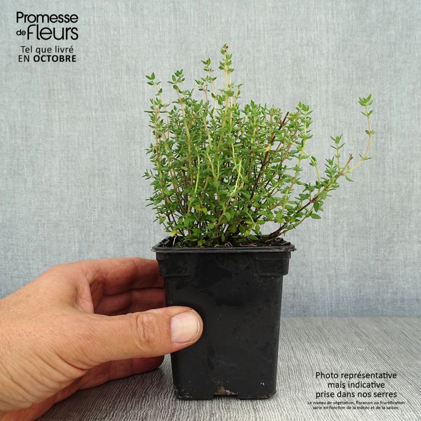 Exemplar von Echter Thymian Bio - Thymus officinalis Kleine Töpfe von 8/9 cm wie im Herbst geliefert