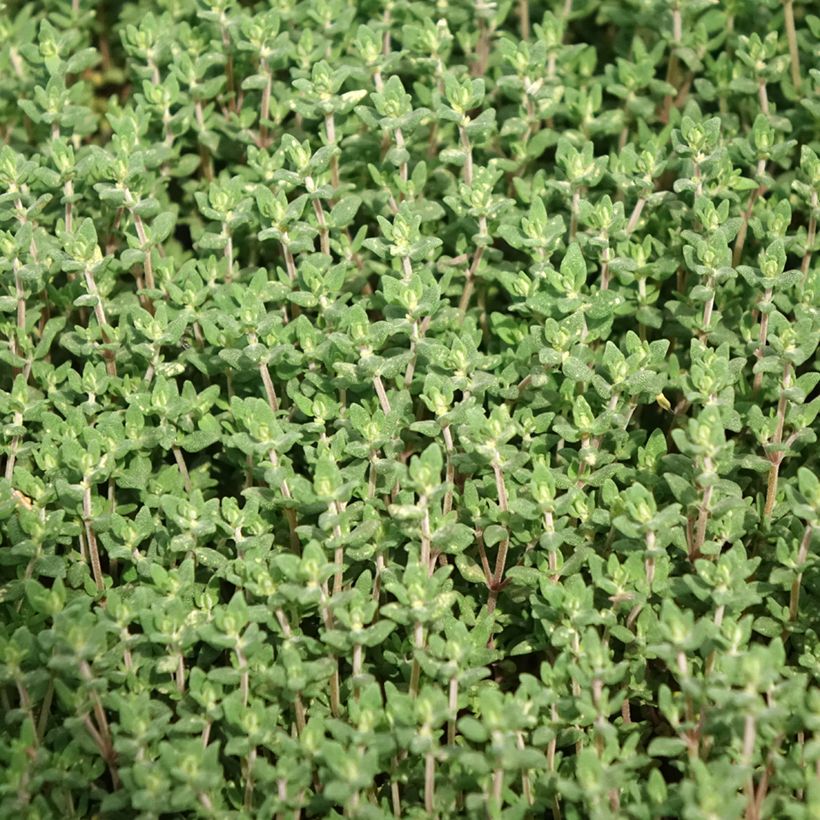 Echter Thymian Bio (Pflanzen) - Thymus officinalis (Foliage)