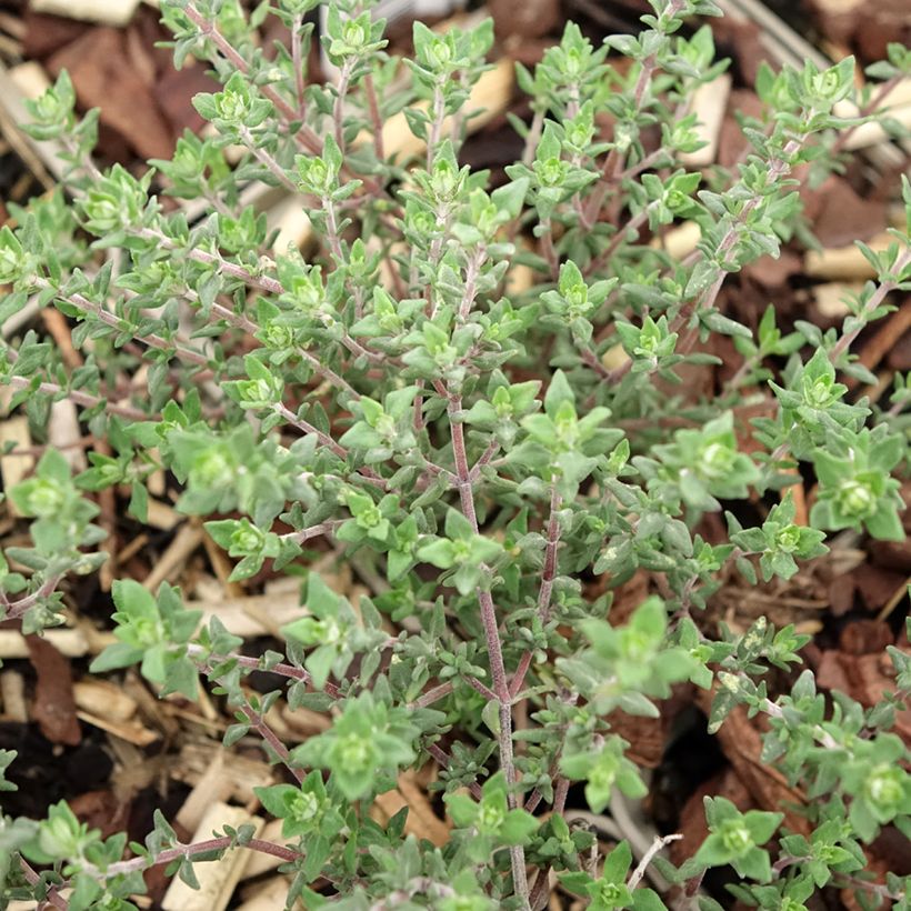 Echter Thymian Fragrantissimus - Thymus vulgaris (Foliage)