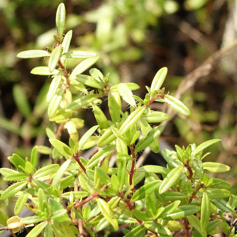 Kaskaden-Thymian - Thymus longicaulis (Foliage)