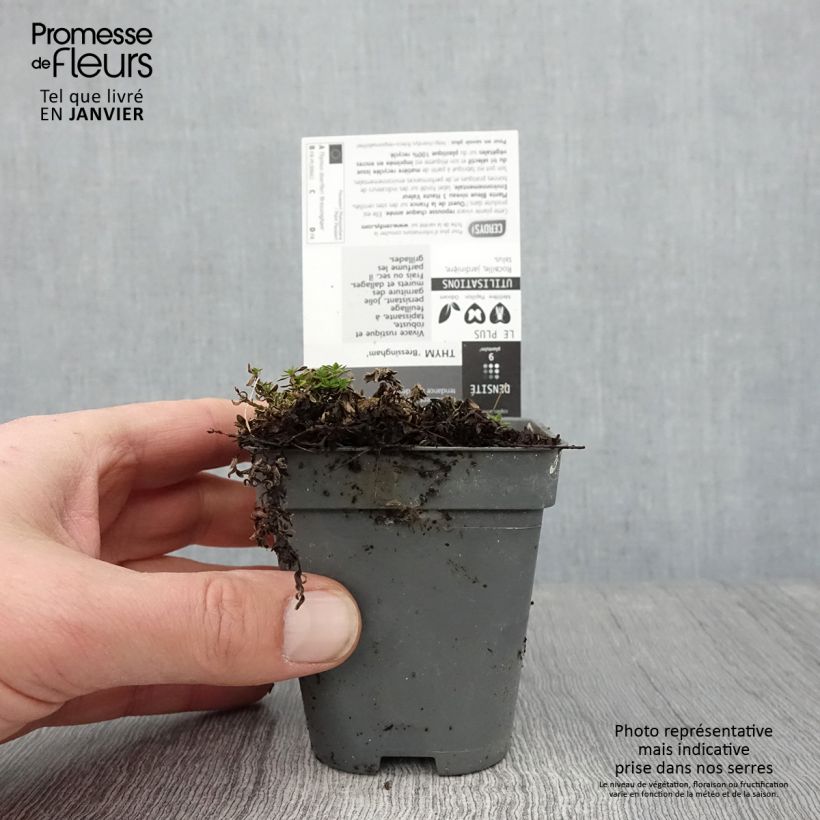 Exemplar von Frühblühender Thymian Bressingham - Thymus praecox Kleine Töpfe von 8/9 cm wie im Winter geliefert
