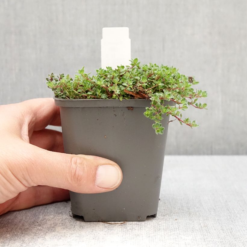 Exemplar von Frühblühender Thymian Bressingham - Thymus praecox Kleine Töpfe von 8/9 cm wie im Frühjahr geliefert