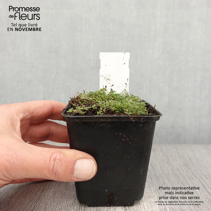 Exemplar von Thymus praecox Minor - Thym précoce Godet de 8/9 cm wie im Herbst geliefert