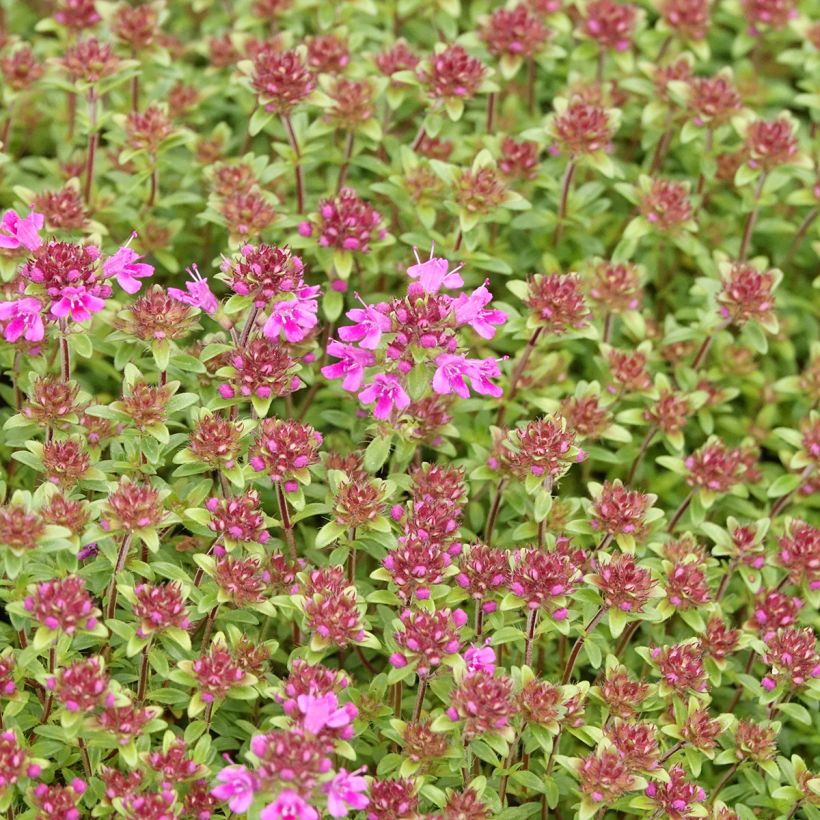 Frühblühender Thymian Red Carpet - Thymus praecox (Blüte)