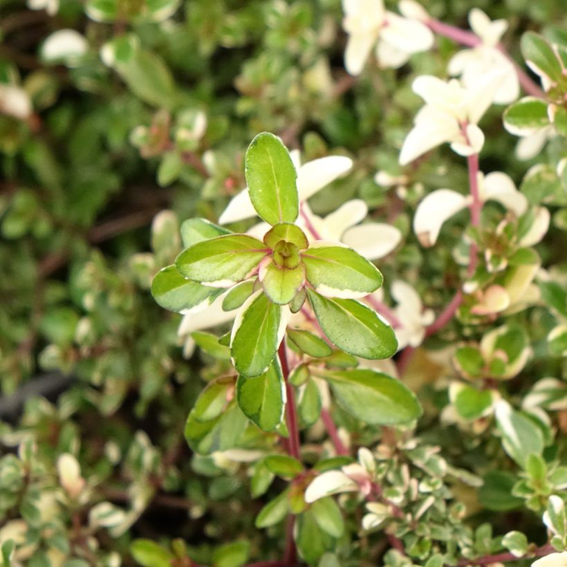 Breitblättriger Thymian Foxley - Thymus pulegioides (Laub)