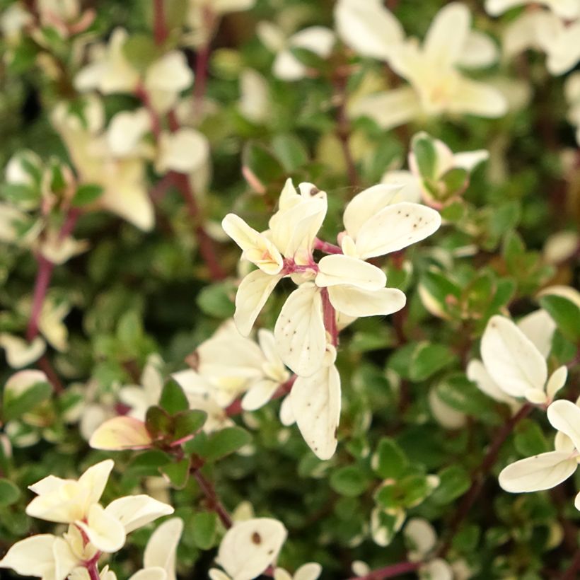 Breitblättriger Thymian Foxley - Thymus pulegioides (Blüte)