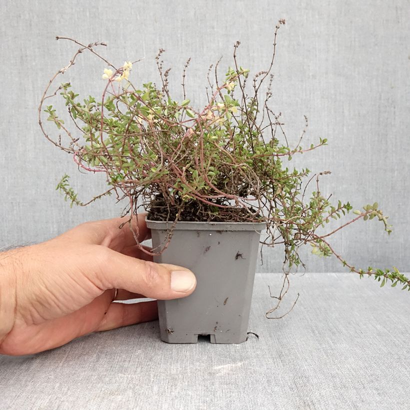 Exemplar von Breitblättriger Thymian Foxley - Thymus pulegioides Kleine Töpfe von 8/9 cm wie im Herbst geliefert