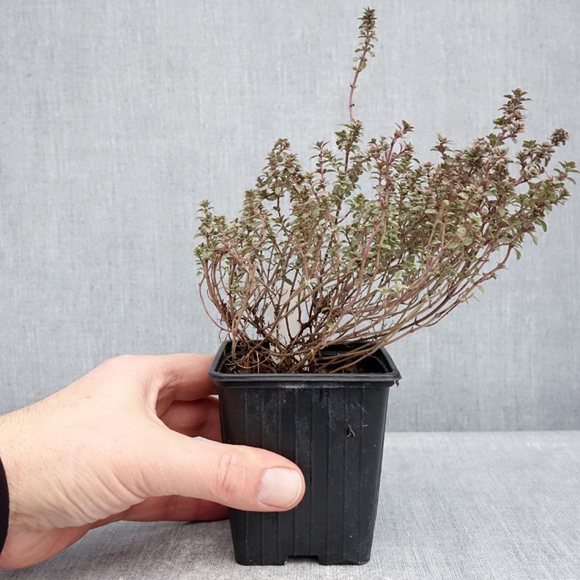 Example of Echter Thymian Silver Posie - Thymus vulgaris die Tüte mit 1000 Samen ungefähr as you get in hiver