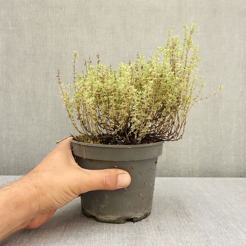 Exemplar von Echter Thymian Silver Posie - Thymus vulgaris Topf mit 1,5L/2L wie im Sommer geliefert