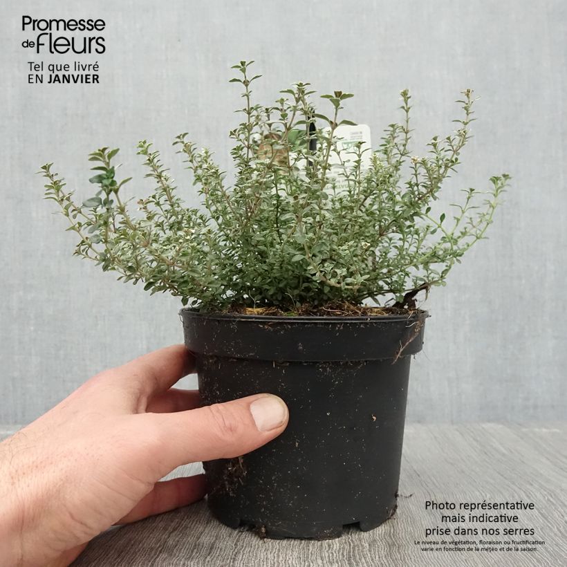 Example of Echter Thymian Silver Posie - Thymus vulgaris Topf mit 1,5L/2L as you get in hiver
