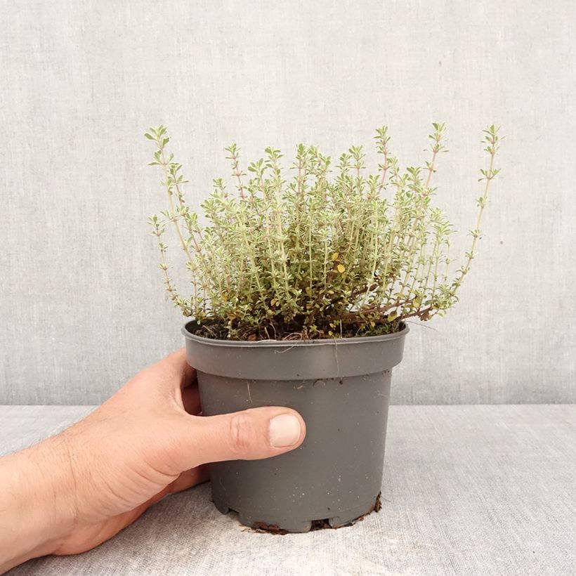 Exemplar von Echter Thymian Silver Posie - Thymus vulgaris Topf mit 1,5L/2L wie im Frühjahr geliefert
