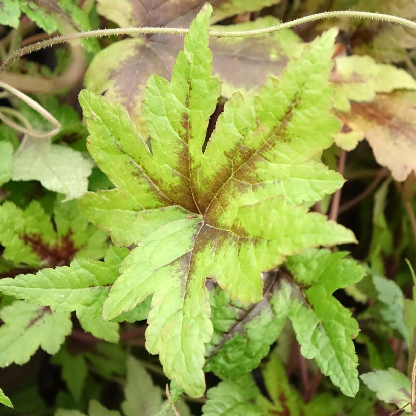 Tiarella Sugar and Spice - Schaumblüte (Laub)