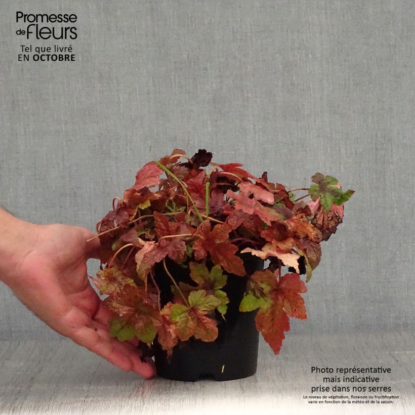 Exemplar von Tiarella Sugar and Spice - Schaumblüte Topf mit 2L/3L wie im Herbst geliefert